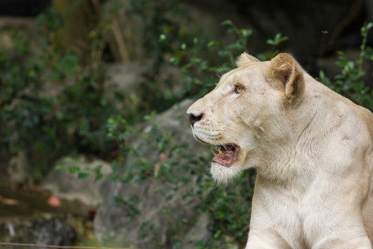 female albino lions head