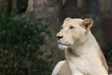 female albino lions