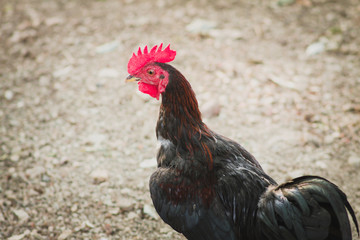Asian black chicken or hen.