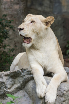 female albino lions