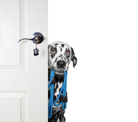 Dog with a leash peeks out from behind the door
