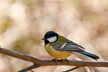Tit