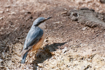 Nuthatch