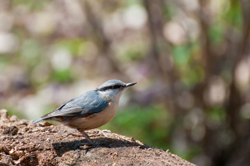 Nuthatch