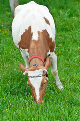 Cow grazing