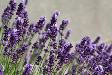 Garden with the flourishing lavender