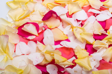  Petals of Pink and Yellow Roses Flowers. Background