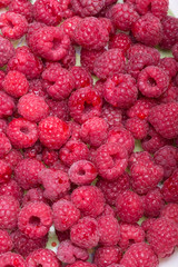 A beautiful selection of freshly picked ripe red raspberries.