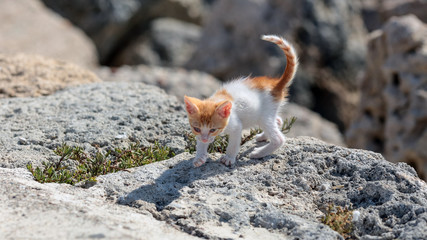Newborn, brave and curious street kitten on the stones at the island Rhodes