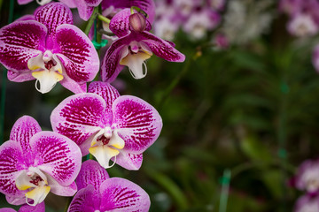 purple orchids