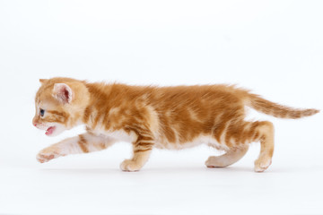 Auburn tabby kitten walking on a white background.