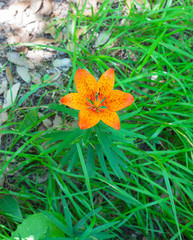 Orange flower.