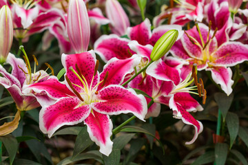 pink lily flower in the garden