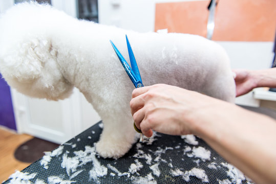Grooming dogs Bichon Frise in a professional hairdresser