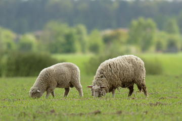 sheep