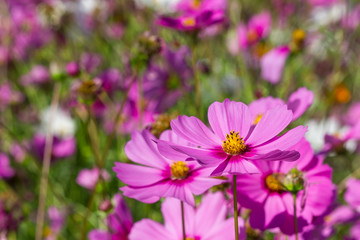 Obraz premium cosmos flower