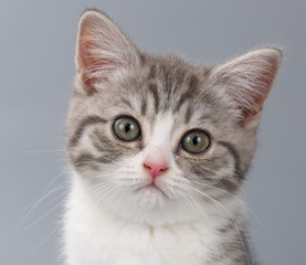 Young the striped Scottish cat on gray background. Close-up port