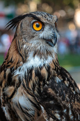 Buff Eurasian Eagle-owl, Birds Theme
