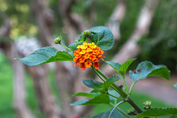 Yellow Flower Lantana Camara