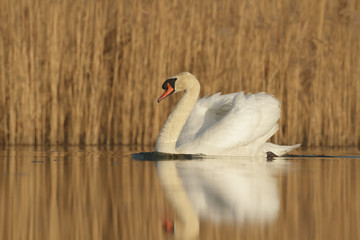 swan
