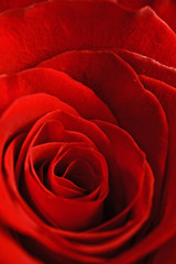 beautiful red rose