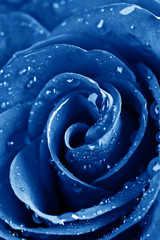 blue rose with water drops