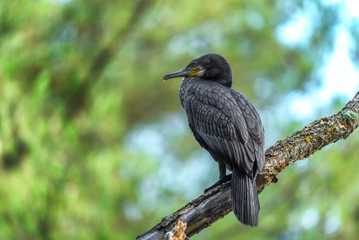 A young great cormorant stting on a dead branch