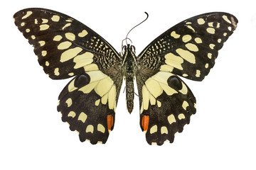 isolated butterfly