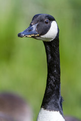 Canada Goose head against a natural green background