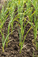 Rows of onions on the field