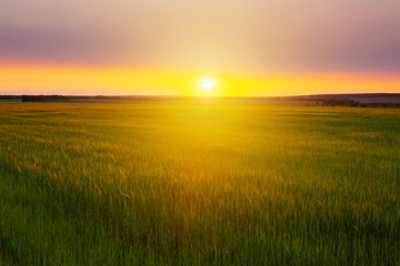 Sunset over wheat field. Beautiful sunset. Nature background. Copy space of the setting sun rays on horizon in rural meadow