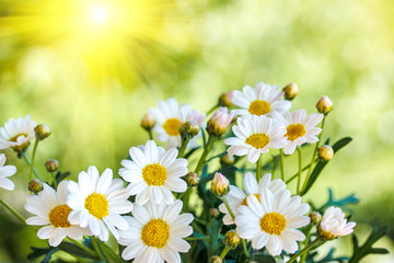 Chamomile flowers in summer,blurred background