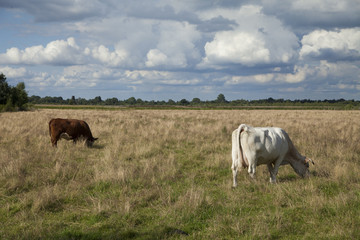 big cow on a field on a sunny day