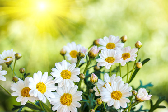 Chamomile flowers in summer,blurred background © ilietus