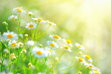 Belle scène de nature avec des camomilles en fleurs dans les fusées éclairantes du soleil