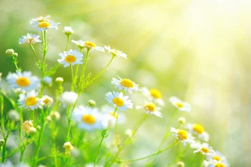 Fototapete Gänseblümchen Schöne Naturszene mit blühenden Kamille in Sonneneruptionen