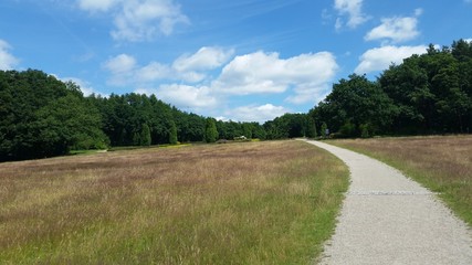 Fototapeta na wymiar Naturlandschaft im Sommer in Lüneburger Heide