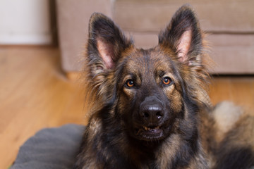 German Shepherd Dog on his bed