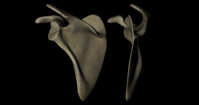 Animation of scapulas or shoulder blades bonesof human skeleton gyrating 360 degree in 4K format