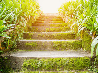 stairway in green park with sun light