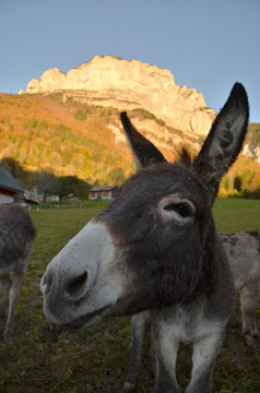 Ane sympatique (Chartreuse / Savoie)