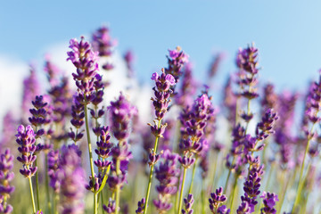 Obraz premium Lawender field - flowers