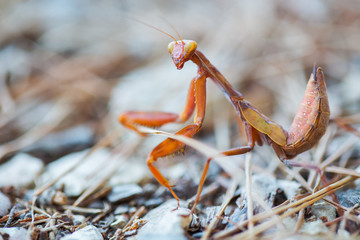mantis in the grass in the attacking pose
