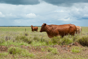 Fat healthy cattle in green pasture