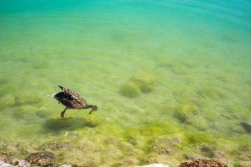 a goose finding something in river for food