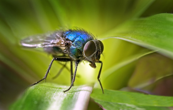 MOSCA AZUL