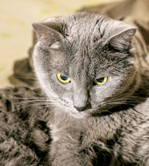 Gray cat deep in thought