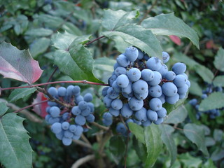 Mahonia aquifolium blue fruit and green leaves