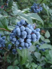 Mahonia aquifolium blue fruit and green leaves