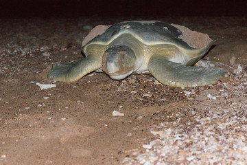 Turtle after laying eggs